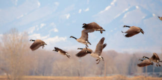 EPKK  ja ETKL kutsuvad üles ka 2025. aastal linnukahjudest teada andma kasutades selleks JAHIS keskkonda.