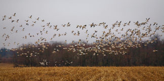 Kevadised rändlinnud toovad rõõmu kõrval ka muresid