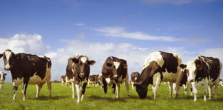 EI TOIMU! 09.12.2019 – Veiserümpade klassifitseerimise põhimõtted