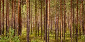 21., 23. ja 28.01.2020 – Kutse Metsameetme ja Natura 2000 hüvitise infopäevadele