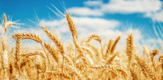 Põllumeeste pingutused kandsid vilja, kuid hea saagiaasta varjupooleks on hinnalangus