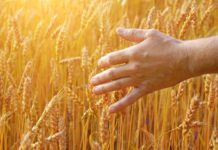 Hariduslikud videoklipid tutvustavad vastutustundliku taimekaitse tähtsust