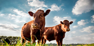 22.11.2019 – Lihaveisekasvatuse aastakonverents 2019