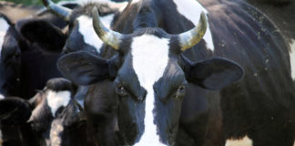 18.10.2019 – Infopäev “Loomakasvatusökonoomika ja finantsteadmised loomakasvatuses”