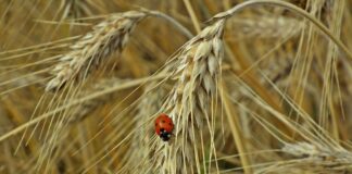EPKK Keskkonnafoorum on järelvaadatav