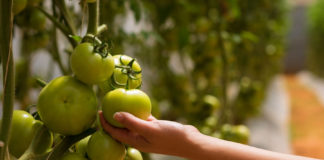 Põllumehed pöördusid valitsuse poole välistööjõu viivitamatuks riiki lubamiseks