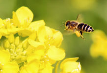 Põllumeeste ja mesinike koostöö kannab vilja ja annab nektarit