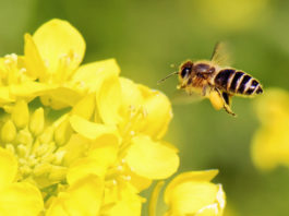 Mesinikud valisid Aasta Mesiniku ning Aasta Mesilaste ja Mesinike Sõbra