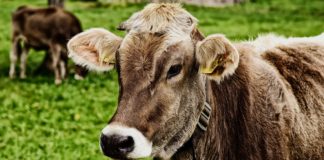 18.12.2020 – EPKK infopäev Aretuse õiguslik reguleerimine