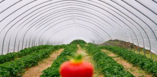 Põllumehed: vajame kohe vähemalt 900 töötajat