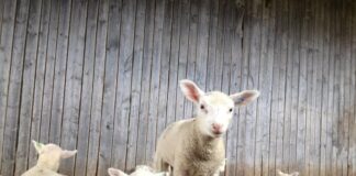 Jõudsalt arenenud lamba- ja kitsekasvatus on pöördunud langusesse