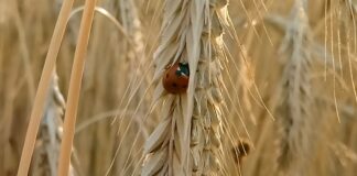 Mahetootmise kasv loodetakse saavutada turunõudluse toel