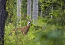 02.12.2021 – EPKK Metsanduse üleriigiline infopäev