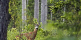 „Tere tulemast minu metsa!“