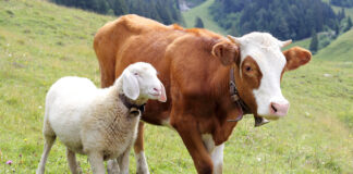 Põllumajanduskoja aretuskonverentsil astuvad üles maailma tippeksperdid