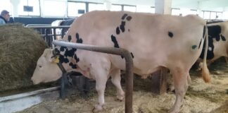 Tõuaretuse konverentsil tutvustatakse aretuse suundumusi maailmas ja Eestis