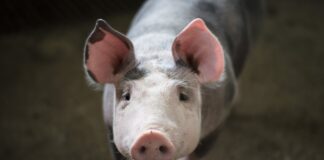 Statistika toob välja ohusignaalid Eesti loomakasvatuses, sealihaturu olukord endiselt nukker