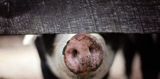 Loomade transpordi nõuded peavad olema liigispetsiifilised ja põhinema teadusel, mitte emotsioonidel