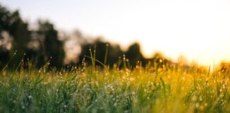 Kliimaneutraalsuse nimel peavad pingutama nii ettevõtjad, tarbijad kui ka riik