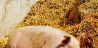 Teet Soorm: seakatku levik paneb tõsiselt muretsema