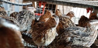 Loomade ja lindude puurispidamise keelamisel tuleb samu nõudeid rakendada ka importtoidule