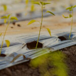 16.04.2026 EPKK infopäev: KSM tingimused aianduses