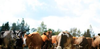 09.11.2022 EPKK infopäev “Bioohutuskava koostamine ja rakendamine mäletsejatele”