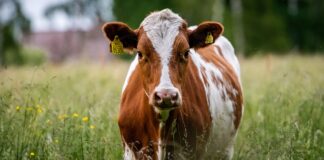 Antibiootikumide kasutamine loomade ravis väheneb