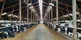 Piimalehmade arv langes Eesti kõigi aegade madalaimale tasemele