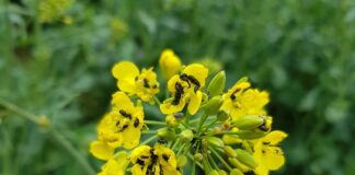 Kuidas seljatada naeri-hiilamardikate kriis