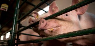 Hellenurme: Aeg muutusteks küps, hind kõike määrata ei tohi