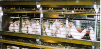 Teadusuuringud: puurivaba pidamisviis ei taga munakanade heaolu tõusu