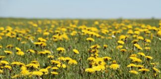 Mahetootmisega jätkata soovijad peavad esitama uue taotluse 17. juuniks