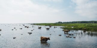 Pärnu linn otsib Raeküla ja Mai rannaniidule uut hooldajat