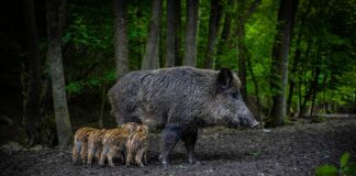 Kätte on jõudnud sigade Aafrika katku leviku kõrgaeg