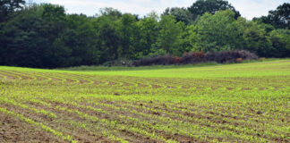 Roomet Sõrmus: Radikaalne taimekaitsepoliitika ohustab meie toidujulgeolekut