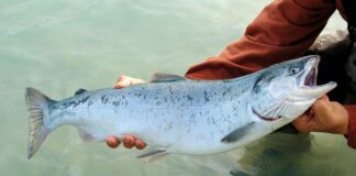 Kalakasvatajad: riik peab sekkuma energia hinnakujundusse