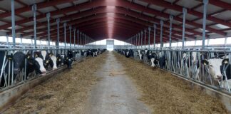 Suurinvesteering piimandusse – Mangen PM avas farmi