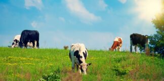 27.10.2022 EPKK infopäev “Ühistegevuse võimalused ja vajadused: head praktikad ja edulood”