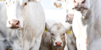 27.11.23 EPKK Infopäev „Põllumajandusloomade aretus“