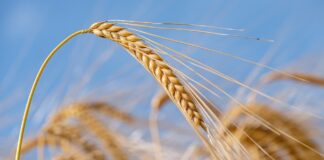 08.12.2022 EPKK hübriidkonverents „Teraviljafoorum 2022“