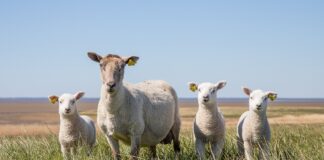 Euroopas levivad lammaste ja kitsede rõuged võivad jõuda Eestisse