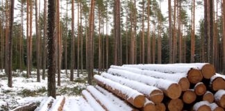 RMK puidumüügi kestvuslepingud muutuvad avalikuks