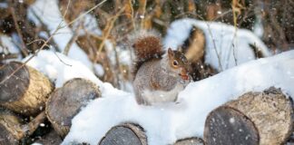 Keskkonnaminister saatis metsanduse arengukava kooskõlastusringile