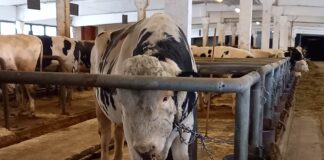 FOTOD: Eesti tõuloomakasvatajad laienevad uutele eksportturgudele