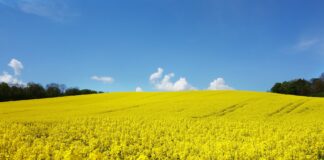 Eesti taimekasvatajad said eelmisel aastal hea saagi