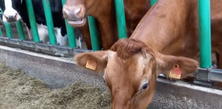 Loomakasvatajaid oodatakse osalema keskkonnahoidliku silotootmise pilootprogrammis Silo, looma sööt