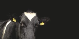 Selgusid 2022. aasta parimad karjakasvatajad