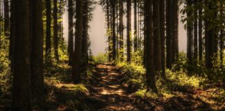 23.03.2023 EPKK infopäev „Elurikkuse soodustamine Natura 2000 erametsades”