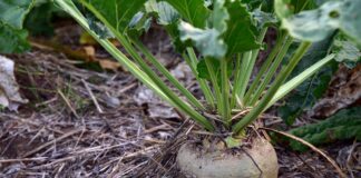 Keelatud umbrohutõrjevahendite vette sattumise mõistatus sai lahendatud